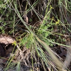 Pimelea curviflora var. sericea at Paddys River, ACT - 8 Apr 2023