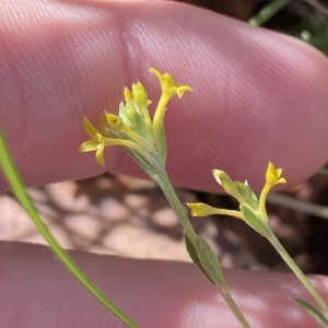 Pimelea curviflora var. sericea at Paddys River, ACT - 8 Apr 2023