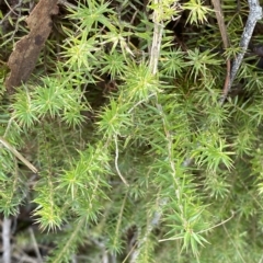 Acrotriche serrulata (Ground-berry) at Paddys River, ACT - 7 Apr 2023 by Tapirlord