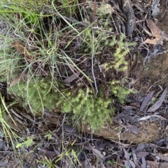 Acrotriche serrulata at Paddys River, ACT - 8 Apr 2023