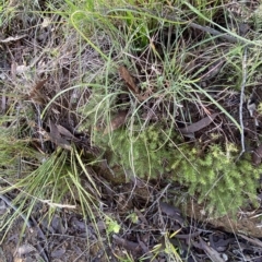 Acrotriche serrulata at Paddys River, ACT - 8 Apr 2023