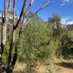 Acacia rubida (Red-stemmed Wattle, Red-leaved Wattle) at Paddys River, ACT - 8 Apr 2023 by Tapirlord