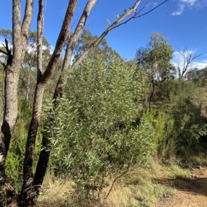 Acacia rubida at Paddys River, ACT - 8 Apr 2023