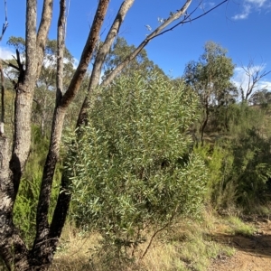 Acacia rubida at Paddys River, ACT - 8 Apr 2023