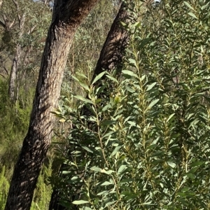 Acacia rubida at Paddys River, ACT - 8 Apr 2023
