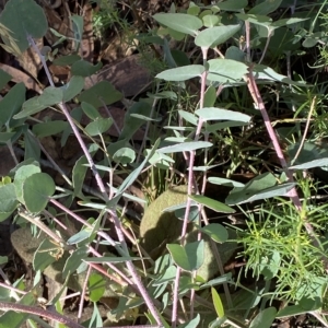 Eucalyptus nortonii at Paddys River, ACT - 8 Apr 2023 09:20 AM