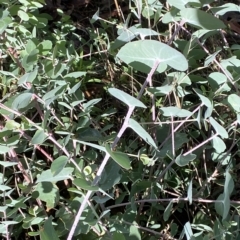 Eucalyptus nortonii at Paddys River, ACT - 8 Apr 2023