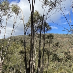 Eucalyptus nortonii at Paddys River, ACT - 8 Apr 2023 09:20 AM