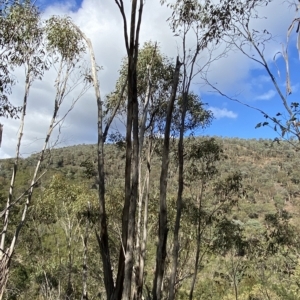 Eucalyptus nortonii at Paddys River, ACT - 8 Apr 2023 09:20 AM