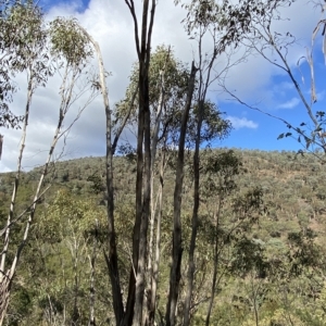 Eucalyptus nortonii at Paddys River, ACT - 8 Apr 2023