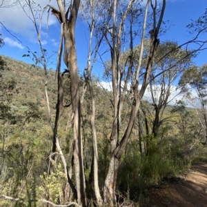Eucalyptus nortonii at Paddys River, ACT - 8 Apr 2023