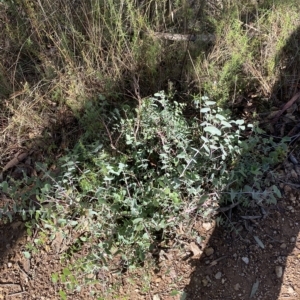 Eucalyptus nortonii at Paddys River, ACT - 8 Apr 2023 09:20 AM