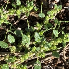 Dysphania pumilio (Small Crumbweed) at Paddys River, ACT - 8 Apr 2023 by Tapirlord