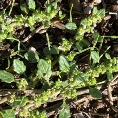 Dysphania pumilio (Small Crumbweed) at Paddys River, ACT - 7 Apr 2023 by Tapirlord