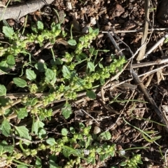 Dysphania pumilio at Paddys River, ACT - 8 Apr 2023