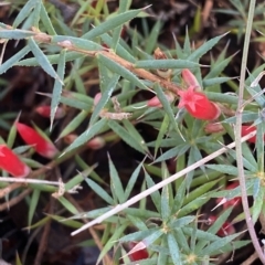 Astroloma humifusum (Cranberry Heath) at Kambah, ACT - 7 Apr 2023 by Tapirlord