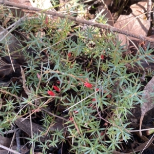 Styphelia humifusum at Kambah, ACT - 8 Apr 2023