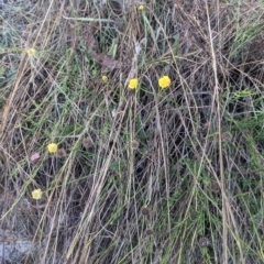 Calotis lappulacea (Yellow Burr Daisy) at Kowen, ACT - 23 Apr 2023 by WalterEgo