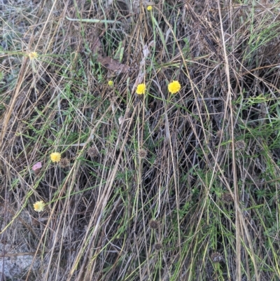 Calotis lappulacea (Yellow Burr Daisy) at Kowen, ACT - 23 Apr 2023 by WalterEgo