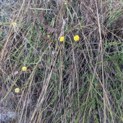 Calotis lappulacea (Yellow Burr Daisy) at Kowen, ACT - 22 Apr 2023 by WalterEgo