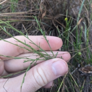 Calotis lappulacea at Kowen, ACT - 23 Apr 2023