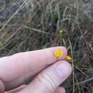 Calotis lappulacea at Kowen, ACT - 23 Apr 2023 08:37 AM