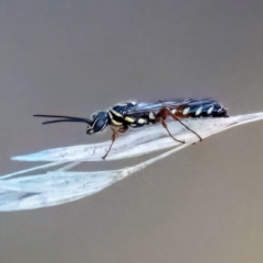 Aeolothynnus sp. (genus) (A flower wasp) at Higgins Woodland - 23 Apr 2023 by Untidy