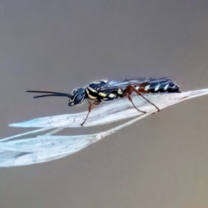 Aeolothynnus sp. (genus) at Higgins, ACT - 23 Apr 2023 04:59 PM