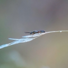 Aeolothynnus sp. (genus) at Higgins, ACT - 23 Apr 2023 04:59 PM