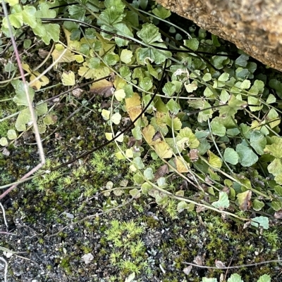 Asplenium flabellifolium (Necklace Fern) at Namadgi National Park - 23 Apr 2023 by JaneR