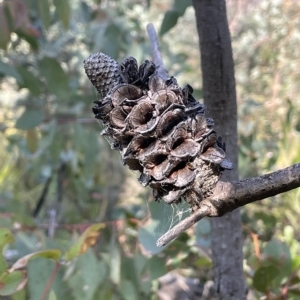 Banksia marginata at Tennent, ACT - 23 Apr 2023