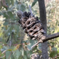 Banksia marginata (Silver Banksia) at Tennent, ACT - 23 Apr 2023 by JaneR