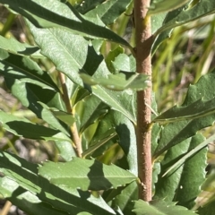 Banksia marginata at Tennent, ACT - 23 Apr 2023