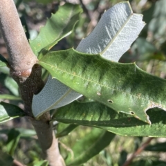 Banksia marginata at Tennent, ACT - 23 Apr 2023