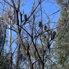 Banksia marginata at Tennent, ACT - 23 Apr 2023