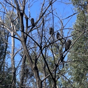 Banksia marginata at Tennent, ACT - 23 Apr 2023