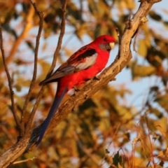 Platycercus elegans (Crimson Rosella) at Denman Prospect 2 Estate Deferred Area (Block 12) - 23 Apr 2023 by RodDeb