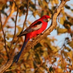 Platycercus elegans at Molonglo Valley, ACT - 23 Apr 2023