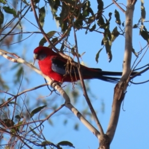 Platycercus elegans at Molonglo Valley, ACT - 23 Apr 2023