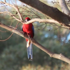 Platycercus elegans at Molonglo Valley, ACT - 23 Apr 2023 05:07 PM