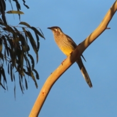 Anthochaera carunculata (Red Wattlebird) at Denman Prospect 2 Estate Deferred Area (Block 12) - 23 Apr 2023 by RodDeb