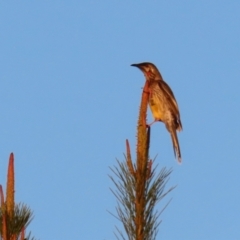 Anthochaera carunculata at Molonglo Valley, ACT - 23 Apr 2023