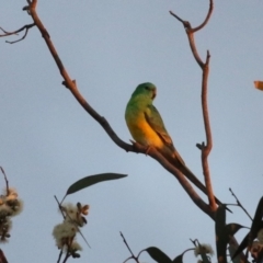 Psephotus haematonotus (Red-rumped Parrot) at Denman Prospect 2 Estate Deferred Area (Block 12) - 23 Apr 2023 by RodDeb