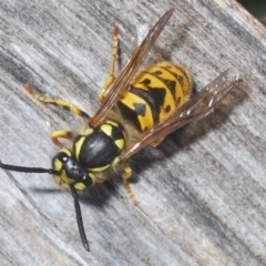 Vespula germanica (European Wasp, German Yellowjacket Wasp) at Kambah, ACT - 22 Apr 2023 by Harrisi