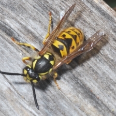 Vespula germanica (European wasp) at Kambah, ACT - 22 Apr 2023 by Harrisi