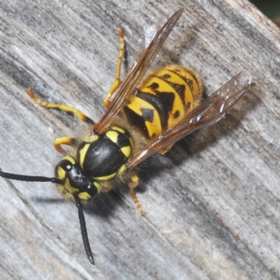 Vespula germanica (European wasp) at Mount Taylor - 22 Apr 2023 by Harrisi