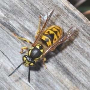 Vespula germanica at Kambah, ACT - 22 Apr 2023