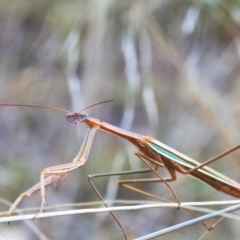 Tenodera australasiae (Purple-winged mantid) at Higgins Woodland - 23 Apr 2023 by Untidy