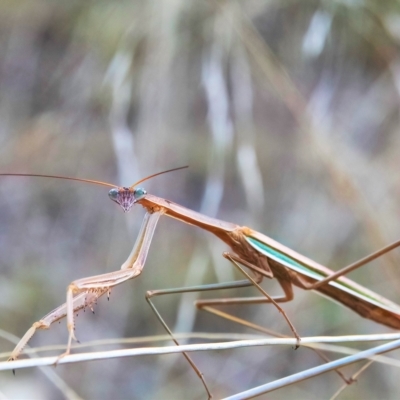 Tenodera australasiae (Purple-winged mantid) at Higgins, ACT - 23 Apr 2023 by Untidy