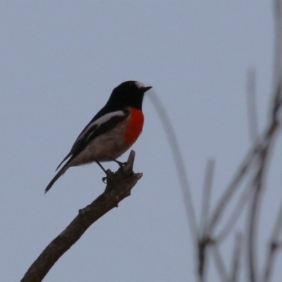 Petroica boodang (Scarlet Robin) at Denman Prospect 2 Estate Deferred Area (Block 12) - 23 Apr 2023 by RodDeb